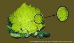 Foto de um hbrido de couve-flor. A caracterstica de um hbrido  que  fruto de qualquer cruzamento em que os progenitores possuem gentipos diferentes. Em matemtica esse vegetal pode ser usado para exemplificar a estrutura de um fractal, pois como nos fractais cada uma das partes desse hbrido se assemelha ao todo