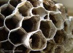 Imagem em que  possvel observar casulos de abelha de forma hexagonal. Com esta imagem, o Professor pode trabalhar a relao entre elementos da Matemtica e a natureza, bem como a possibilidade de se construir mosaicos com hexgonos regulares. 