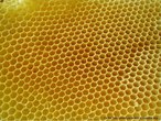 Imagem de um favo de mel em que  possvel observar seus casulos hexagonais. Com esta imagem, o Professor pode trabalhar a relao entre elementos da Matemtica e a natureza, bem como a possibilidade de se construir mosaicos com hexgonos regulares. 